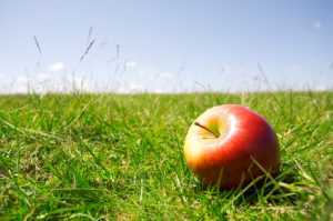 red apple in a field