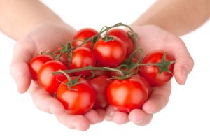 hands holding tomatoes