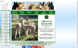 Alpacas at Windy Hill