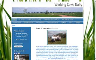 Working Cows Dairy